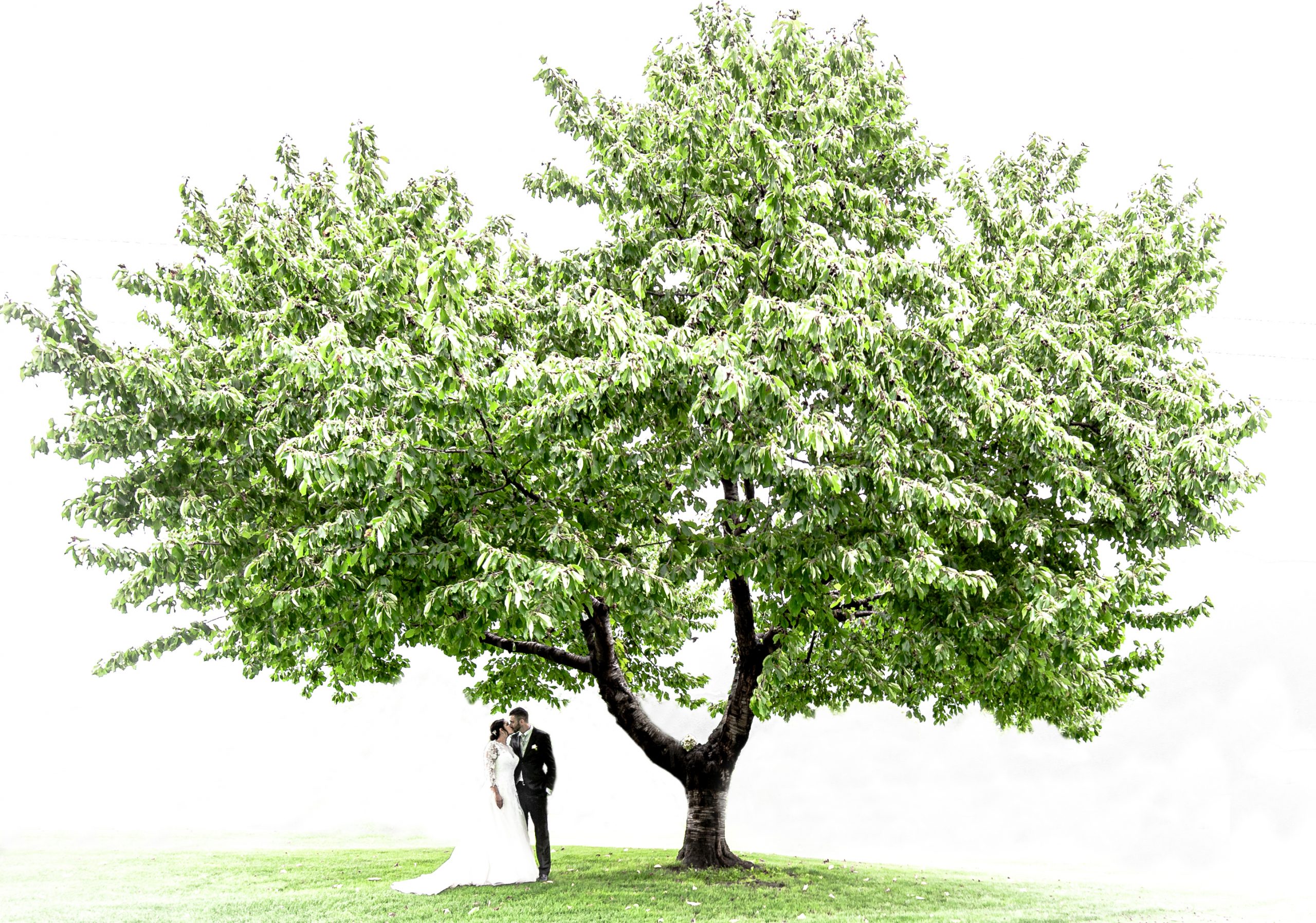 sposi sotto albero